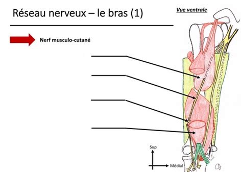 R Seau Veineux Ortho Anatomie Bras Cartes Quizlet