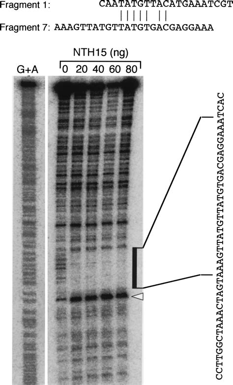 Knox Homeodomain Protein Directly Suppresses The Expression Of A