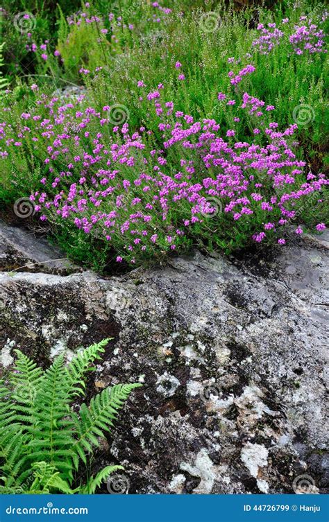 irish heath stock image image  heath nature plant