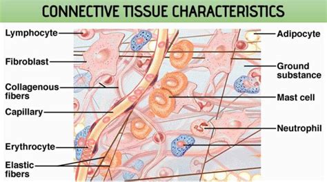 Connective Tissue Characteristics Rajus Biology