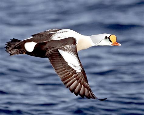 king eider ocean treasures memorial library