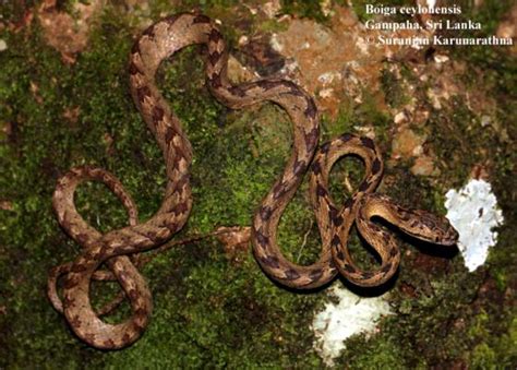 Boiga Ceylonensis The Reptile Database