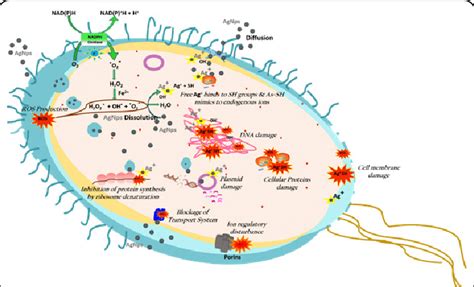 Schematic Representation Of Mechanisms Involved In Antibacterial