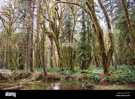 Stream Reflections In The Quinault Rain Forest At Olympic National Park Washington State Usa