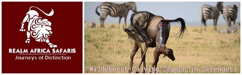 Wildebeest Calving Season in Serengeti - Realm Africa Safaris™