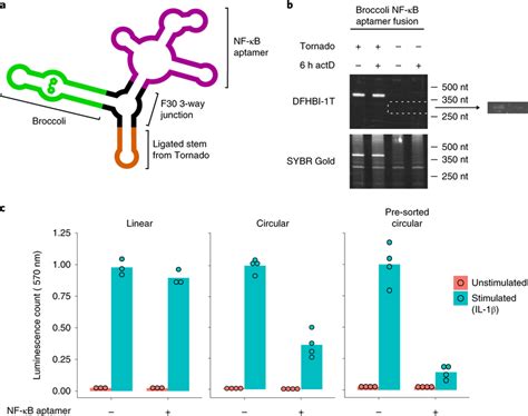 Improved Inhibition Of Nf κb Pathway By Circrna Aptamers A Design Of