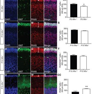 Delayed Differentiation Of Gnps In The Cerebellum Of Nfix Deficient