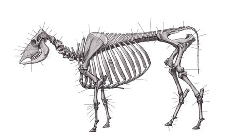 Bovine Skeleton Diagram