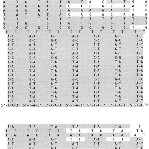 Nucleotide Sequence Alignment Of The S S Intergenic Spacer Regions