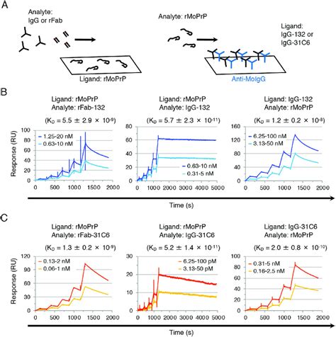 Binding Affinity Of Mono And Bivalent Authentic And Recombinant