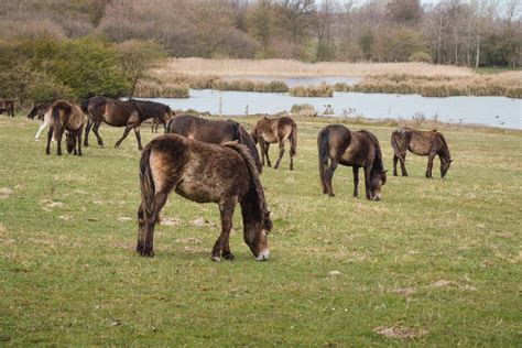 All About The Endangered Exmoor Pony