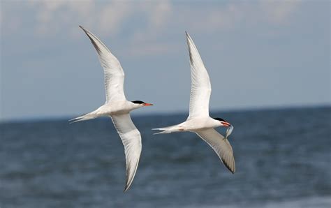 Common Tern | Audubon Field Guide