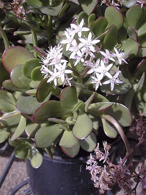 Jade Plant Crassula Ovata