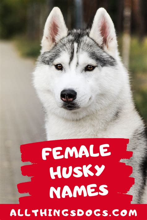 121 husky names choose the perfect name for your husky – Artofit