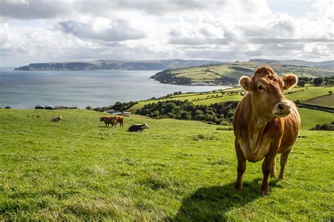 Farm Babe Irish Agriculture Is As Rich And Beautiful As I Hoped Agdaily