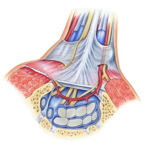 What is Traverse Carpal Ligament Pain? | Pain Specialists