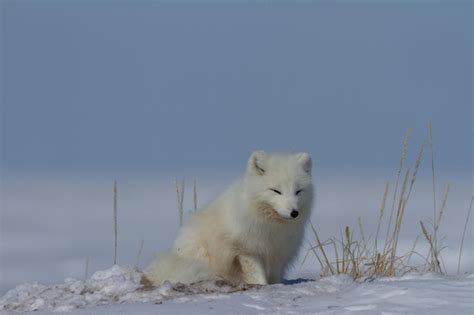 Raposa do ártico vulpes lagopus sentado na neve e olhando ao redor da