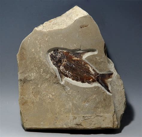 Nematonotus Lebanese Cretaceous Fish Fossil From Lebanon Den Of Antiquity