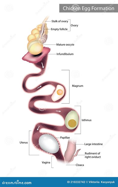 Chicken Egg Formation Chicken Oviduct Segments Stock Vector