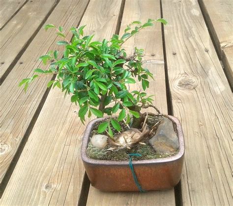 Chinese Elm: Summer Pruning [Bonsai] — Steemit