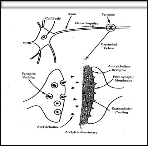 Diagram of a nerve cell and a cholinergic synapse. | Download ...