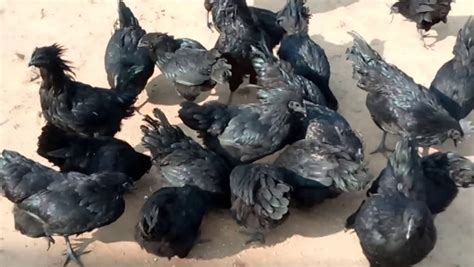 Kadaknath Chicken Breed Information Agri Farming