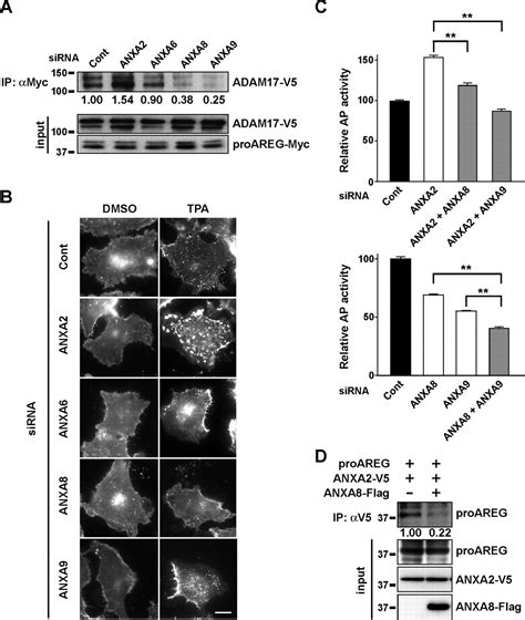 Cell Surface Annexins Regulate ADAM Mediated Ectodomain Shedding Of