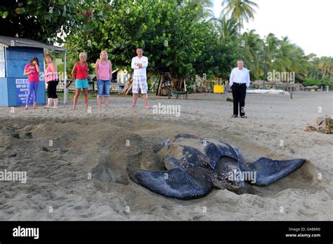 Leatherback sea turtle nesting Stock Photo - Alamy