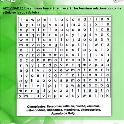 Actividad 25 Los Alumnos Buscarán Y Marcarán Los Términos Relacionados Con La Célula En La Sopa