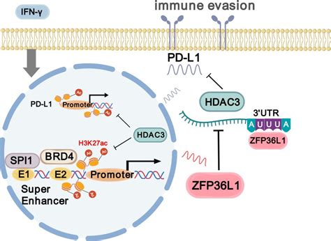 Figures And Data In Super Enhancer Driven ZFP36L1 Promotes PD L1