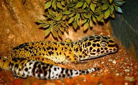 Leopard Spotted Gecko Stock Photo Image Of Amphibian 9351014