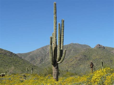 9 Types Of Poisonous Cactus