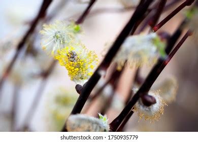 Pussy Willow Tree Salix Discolor Furry Stock Photo 1750935779