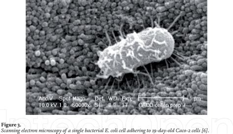 Pdf Introductory Chapter The Versatile Escherichia Coli Semantic