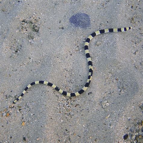 Banded Convict And Spotted Snake Eels Know The Difference Norfolk