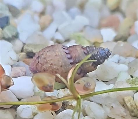 Found an unknown snail in my tank : r/PlantedTank