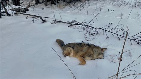 New Brunswick Coyote Hunt Feb Youtube