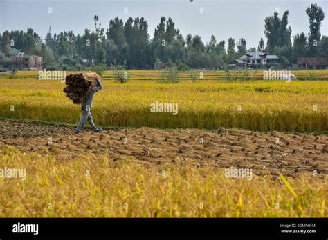 Kashmir India Th Sep A Kashmiri Farmer Carries Lumps Of