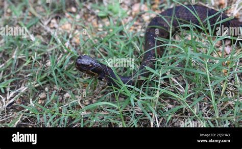 Water moccasin snake Stock Videos & Footage - HD and 4K Video Clips - Alamy