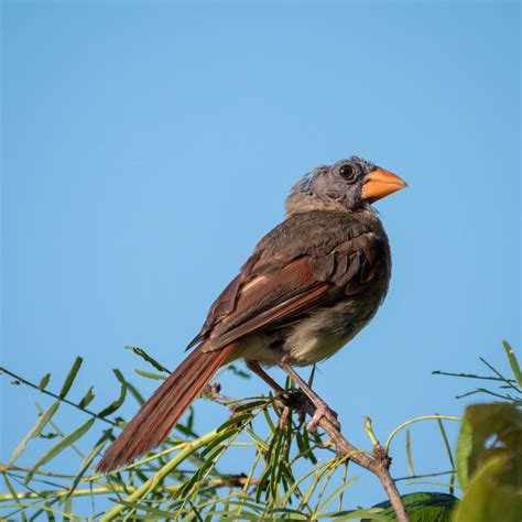 Northern Cardinal : Molting Beauty — The Avian Rebbe