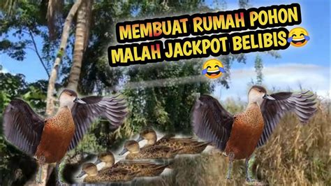 Berburu Burung Belibis Batu Survei Lokasi Pembuatan Rumah Pohon Malah