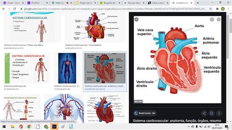 Sobre A Estrutura Do Sistema Cardiovascular é Correto Afirmar Que