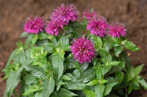 Native Plants That Thrive In Clay Soil