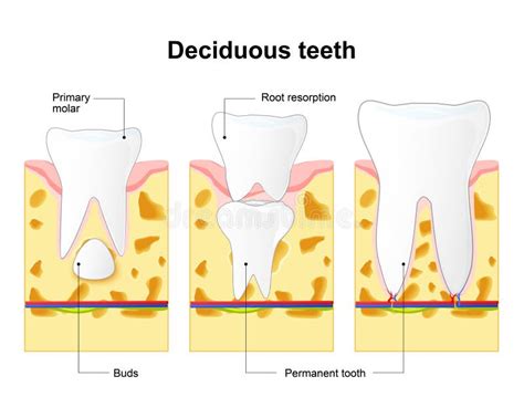 Primary Tooth And Permanent Tooth Process Is Root Resorption Stock