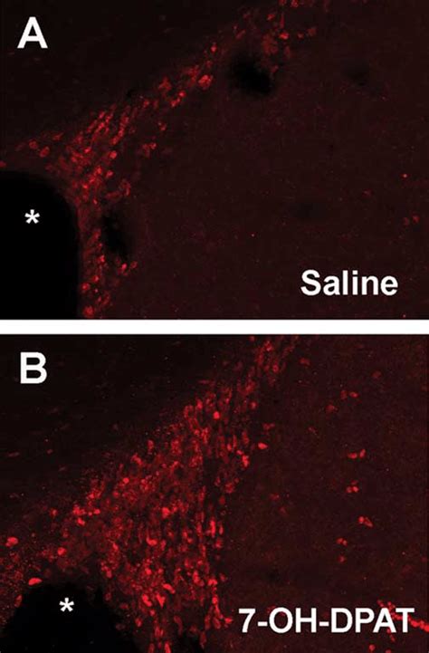 7 Oh Dpat Stimulates Cell Proliferation In The Ipsilateral Svz A B