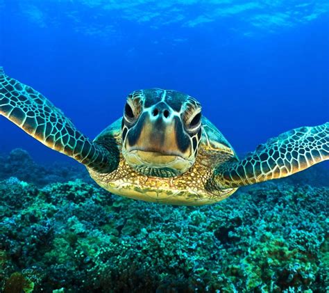 QQ Wallpapers: Sea Animal Turtle Free Wallpapers