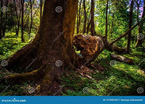 Fallen Tree in the Forest at Phu Thap Boek Stock Image - Image of field ...