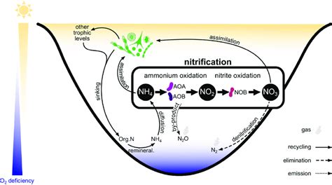 Nitrification