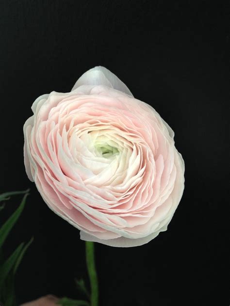 Blush Ranunculus Boquette Flowers Flower Guide British Flowers