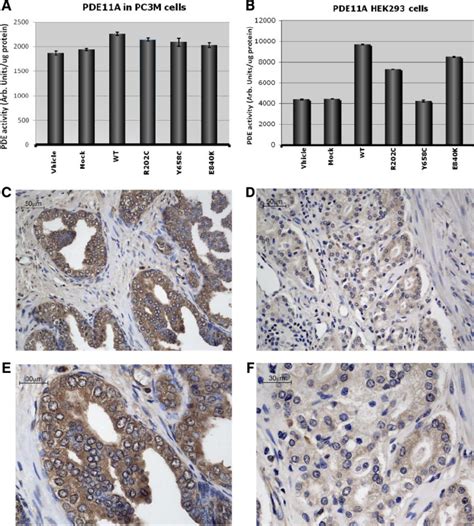 Pde Activity And Immunohistochemistry For Pde11a Pde Activity After